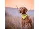 Reflective Bandana Pet Collars
