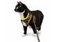 Pet Harnesses