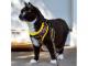 Pet Harnesses