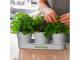 Herb planters (Keepsake)